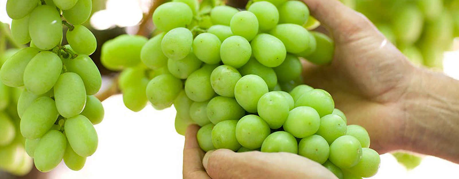 Виноград зеленый польза. Виноград зеленый. Крупный зеленый виноград. Светло зеленый виноград. Крупный зеленый виноград без косточек.